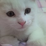 ★★고양이판★★냥냥 우리집 고양이 'ㅅ'