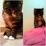 ☆동물판☆축하기념 8마리이야기 3 (5냥판)