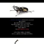 펌)충<b>왕전</b> 출전 벌레들