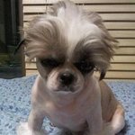 독특한 털 <b>st</b>의 멋쟁이 동물들