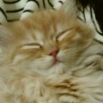 1탄★☆★고양이중희귀색깔인 <b>미묘</b> 코코★☆★