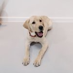 ♥ ♥ 축복이 친척 나나의 안내견 공부!~사진 有 ♥ ♥