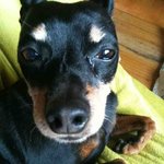 성남시 중원구 <b>단대</b>오거리쪽에서 강아지를 잃어버렸어요