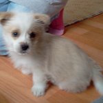 ☆★☆ 우리강아지 <b>다로</b>를 소개합니다 ★☆★