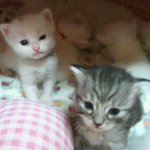 2탄고양이판냥냥 우리집 고양이 'ㅅ'