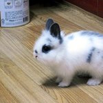 ※※ 토.끼.판 스압 ※※ 귀염귀염귀<b>여미</b>