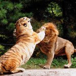 최초(!?) 호랑이판이요ㅋ 호랑이有有