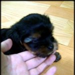 동물판 생긴 기념 <b>보리</b>, 별 성장일기!! ㅎㅎ