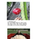 신기한 <b>식물</b>들 2탄