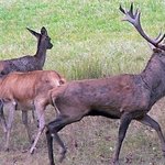 최초(!?) <b>사슴</b>판이요ㅋ <b>사슴</b>有有