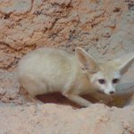 최초(!?) <b>사막</b>여우판이요ㅋ <b>사막</b>여우有有