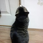 ▶▶고냥이판◀◀우리집귀염둥이고양이(사진有有)