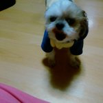 유기견이었던 우리 태양이를 소개합니다!!