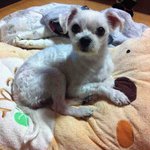 <경북 <b>포항</b>> 강아지를 찾습니다