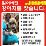 ★★★강아지를 찾습니다. <b>화성</b> 향남읍 행정리★★★