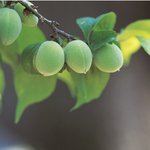 [여행정보] 3월 매화 축제