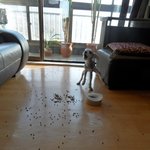 우리<b>집</b> 개나우<b>저</b>