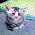 ♥냥냥판사진有♥ ※※※※우리집 막둥이 모모※※※※(스압일려나)