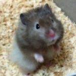 [조금 큰 쥐판] 내 사랑스런 쥐색이 뚜이를 소개합니다.