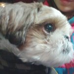 저랑 <b>1+1</b>으로 시집온 우리 똘이를 소개할께요 ♡