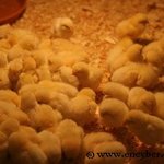 아빠가 <b>사온</b> 계란1판에서 병아리가 태어났어요