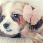 우리집 오월이를 소개합니다 (개판)