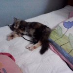 有有有★혼자보기아까운우리집냥이판★
