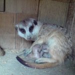 최초(!?) <b>미어캣</b>판이요ㅋ <b>미어캣</b>有有