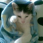 사진 多) 저희집 고양이를 소개합니당 ㅎ_ㅎ