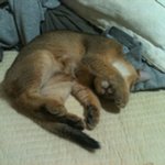 2탄)초<b>미묘</b> 등장 ★아비시니안★ 아가들