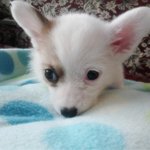 웰시코기의 매력(귀염 주의)