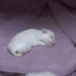 ★★★★★저희 로윈일 소개할게요★★★★★