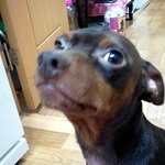 (사진  有)저희집말썽꾸러기들을소개합니다.