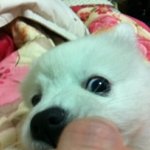 스피츠 키우시는 분들! 조언해주세요