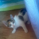 [냥판] 4차선 도로에서 주워온 업둥이 !!! 사진 多多