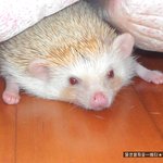 ★★★고슴도치판★총9마리★<b>꼬물</b>이사진有有★★