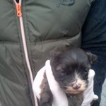 (개판!) 우리집 악동소녀 삽살개 <b>복실</b>이를 소개합니다!