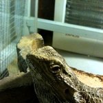 최초(!?) 도마뱀판이요ㅋ 도마뱀有有