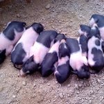 최초(!?) <b>막판</b>이요ㅋ... ㅠㅠㅠㅠ