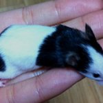 ♥<b>미미</b>네 가족의 빵빵터지는 일상들♥ (사진 엄청 아이有느님)