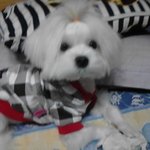우리집에 귀염둥이들을 소개합니다.(사진 有느님)
