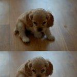 지랄견이란 이런 것이야, 코카의 레전드 '로빈'을 소개합니다!