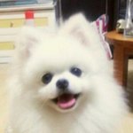 ★★★★★★★진짜 강아지 <b>교배</b> 이래두 되나요??★★★★★★