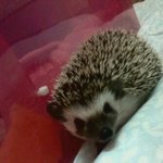 ♥♥♥♥♥ 얼짱 고슴도치 두마리와 <b>비루</b>한 대학생 주인의 동거일기...