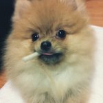 ☆★포메라니안판!! (사진많아有)불량犬 써니★☆