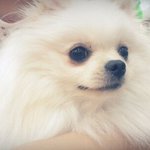 우리집 청순 강아지♥<b>한나</b>양을 소개합니다.