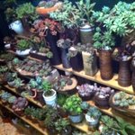 조금은 여성스러워진 훈남아빠와 다육<b>식물</b>...!!!(사진有)