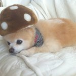 100%폭발★제가 좋아하는 슌스케와 <b>웰시</b>코기 !!!!!!!!!등등..