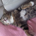 고양이 <b>나비</b>가 정말 많이 아파요 제발 도와주세요