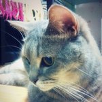 귀여움?ㄴㄴ 코믹함으로 승부하는 괭이 요 있음